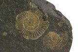 Dactylioceras Ammonite Cluster - Posidonia Shale, Germany #79302-2